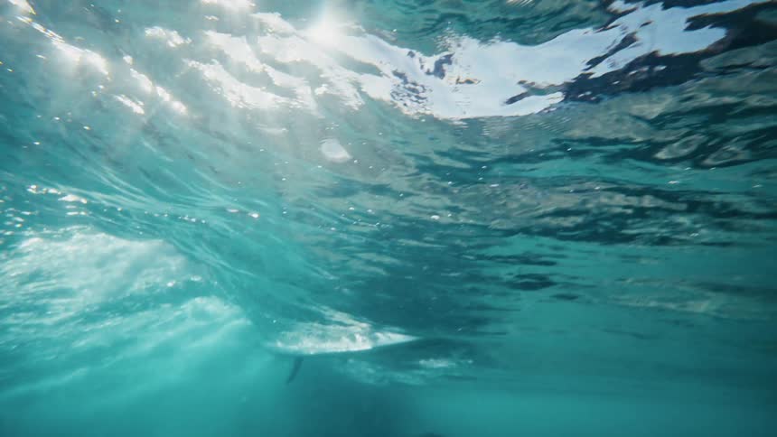 Surfer lies on their surfboard in shallow water while another surfer surfs on a sunny day
