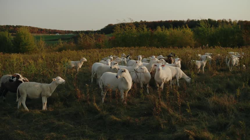 A herd of sheep in a field