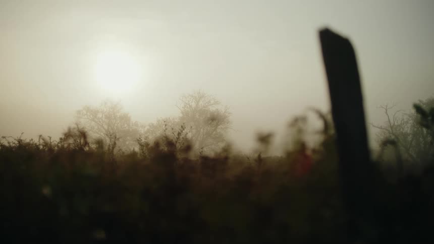 A field covered in tall grass in the early morning with a hazy sun in the distance and a fence post