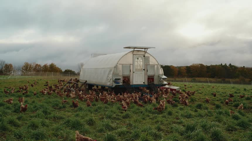 A clip of a chicken farm