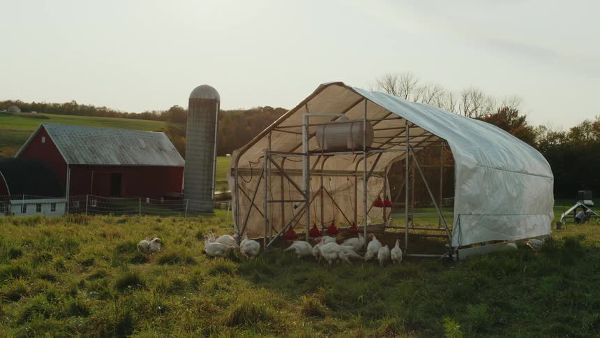 Chickens walk around the coop on the farm