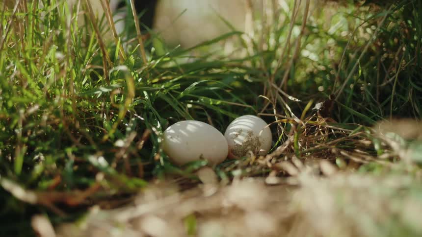 A hand is picking up two white eggs from the ground amidst tall grass