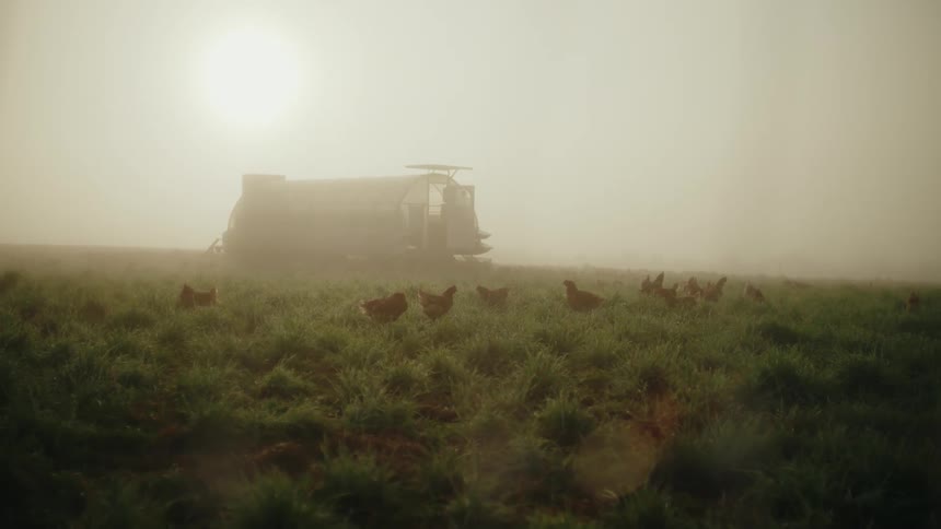 A flock of chickens pecks at the ground in a foggy field with a large weathered structure looming in the distance