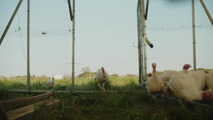 The turkeys wander freely within the fenced in area