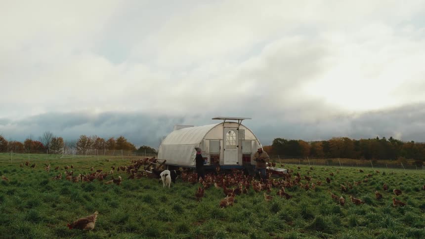 Farmers are feeding the chickens at the large coop