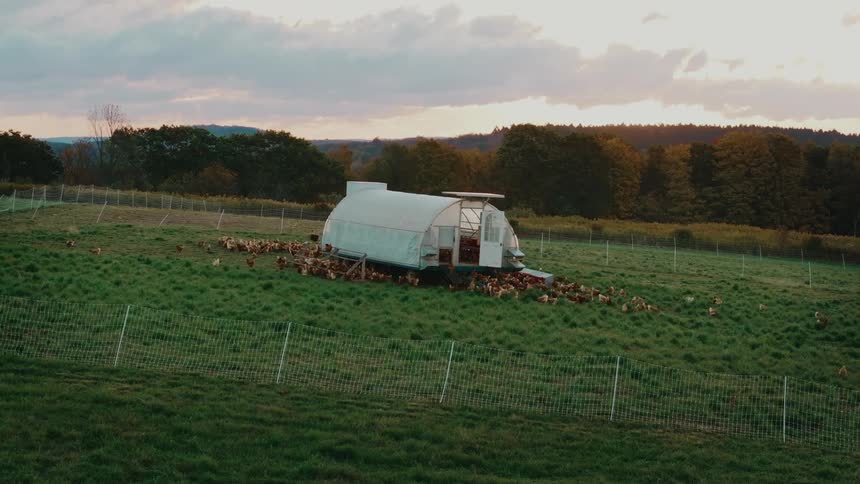 A large group of chickens walk around the large chicken coup