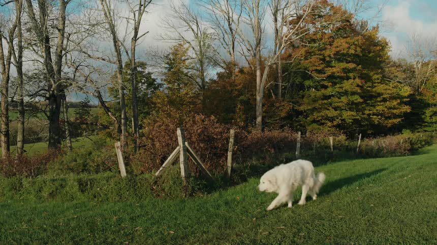 A white dog walks through a park