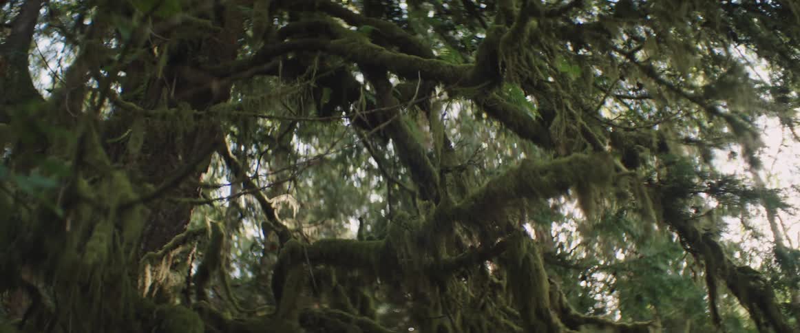 Green leafy trees covered in moss in the rainforest