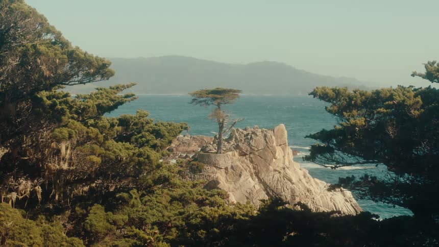 The iconic lone cypress clings to a rocky outcrop overlooking the pacific ocean framed by lush foliage
