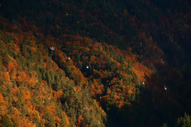 A large forest of trees with green and orange leaves and a large shadow on the right side