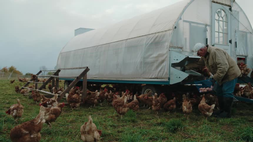 A farmer is putting feed in the chicken coop