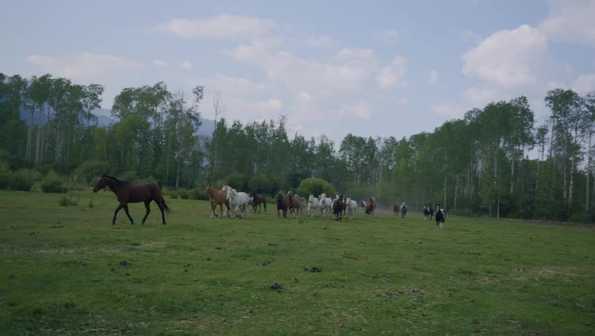 A herd of horses runs through a grassland on a partly cloudy summer day