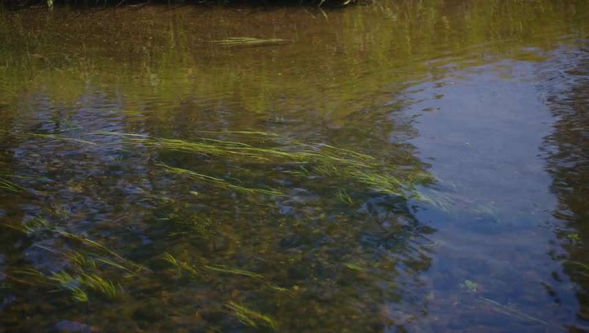 Clear shallow water with gently swaying green aquatic plants over a bed of rocks