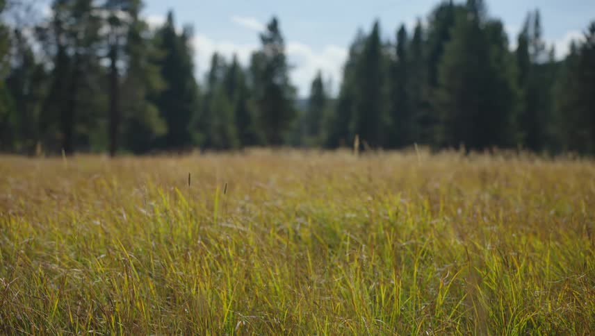 A field of tall grass sways gently in the breeze with a forest line visible in the distance