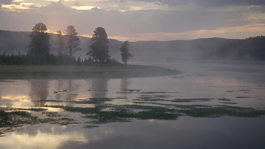 Ducks swim across a moor