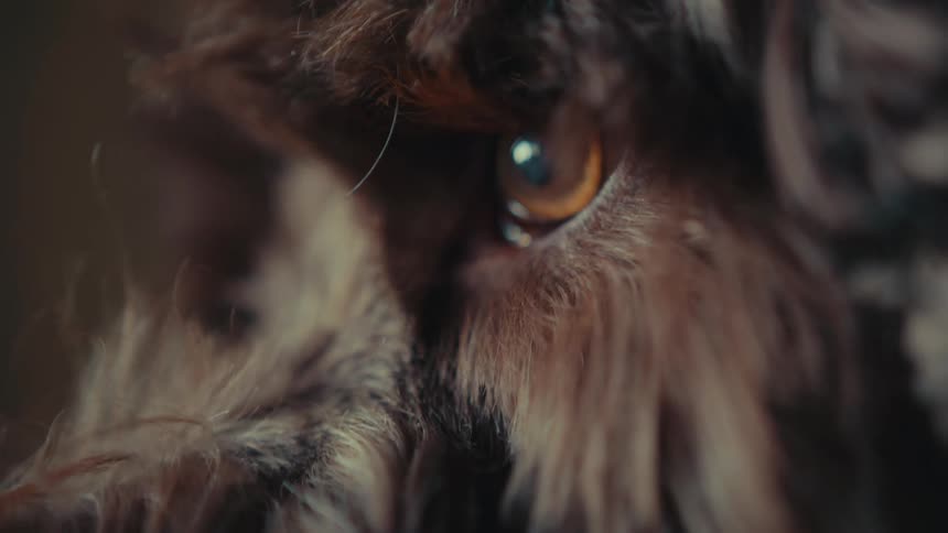 A close up of a dogs eye