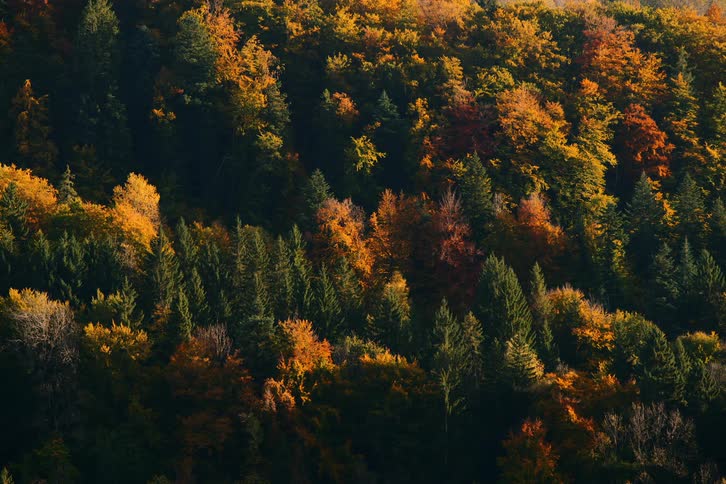 A forest of autumn trees