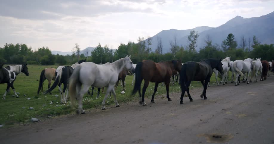 A large herd of horses walks on the path