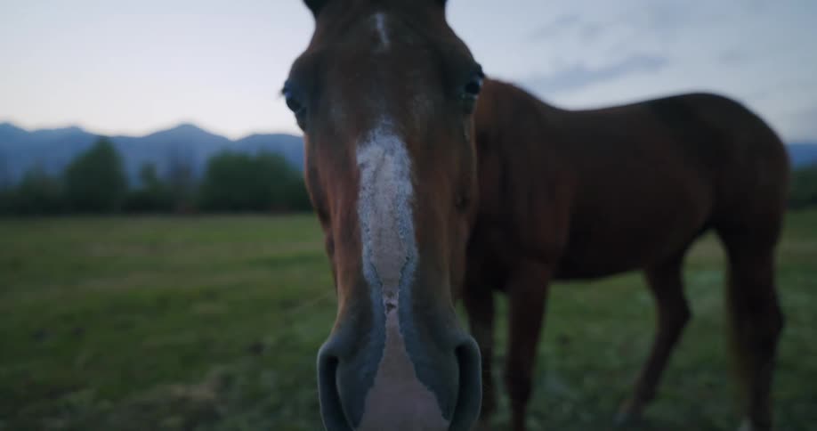 A brown horse with a white blaze on its face gazing intently at the viewer while chewing thoughtfully