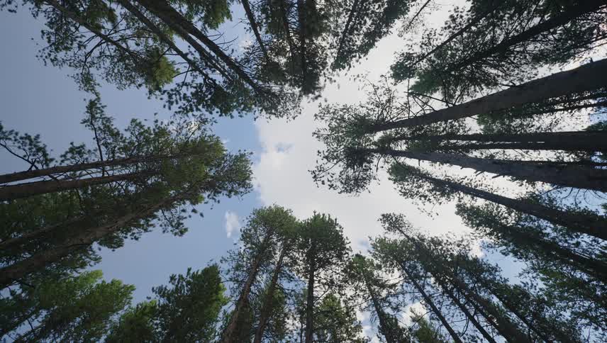 Looking straight up to a circle of very tall trees