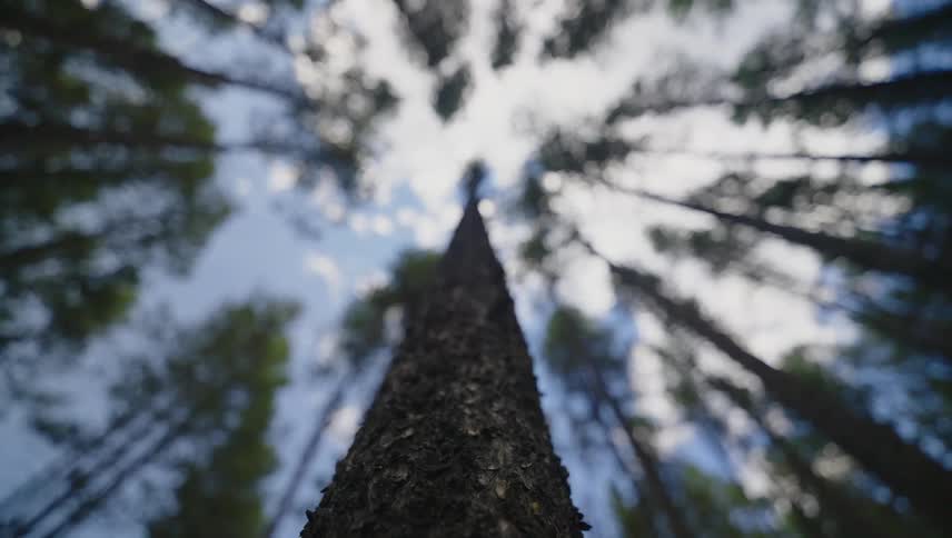 A view looking up through a forest of tall trees