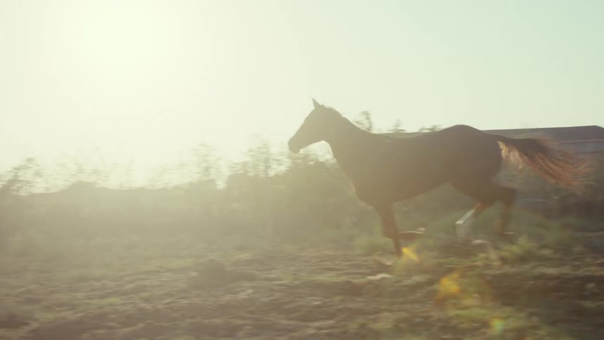 A horse gallops out of a stable