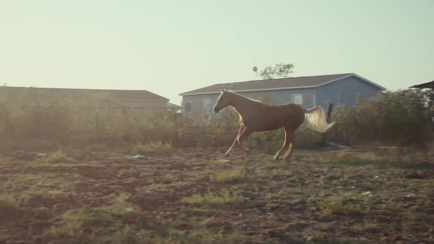 A beige horse leaving a stable running in a corral on a sunny day