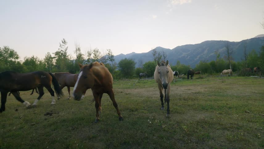 Group of horses grazing the rural landscape together