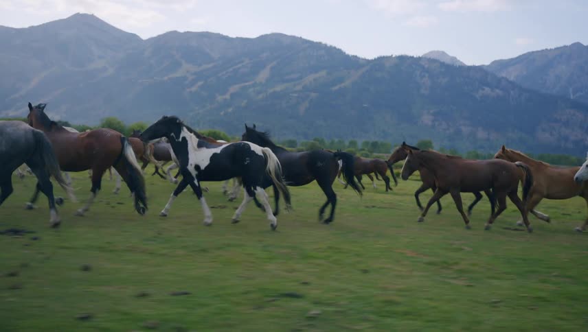 A herd of horses gallops across a vast green field with a mountain range in the background