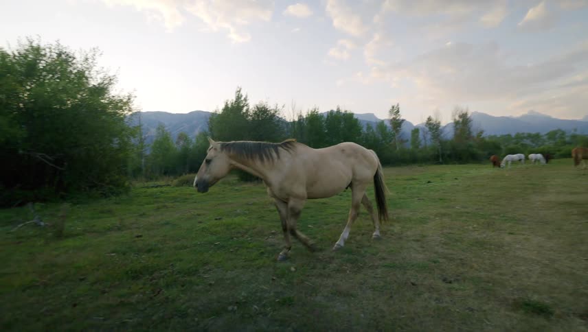 A tan horse is walking on a grassy field with trees and mountains in the background during sunset