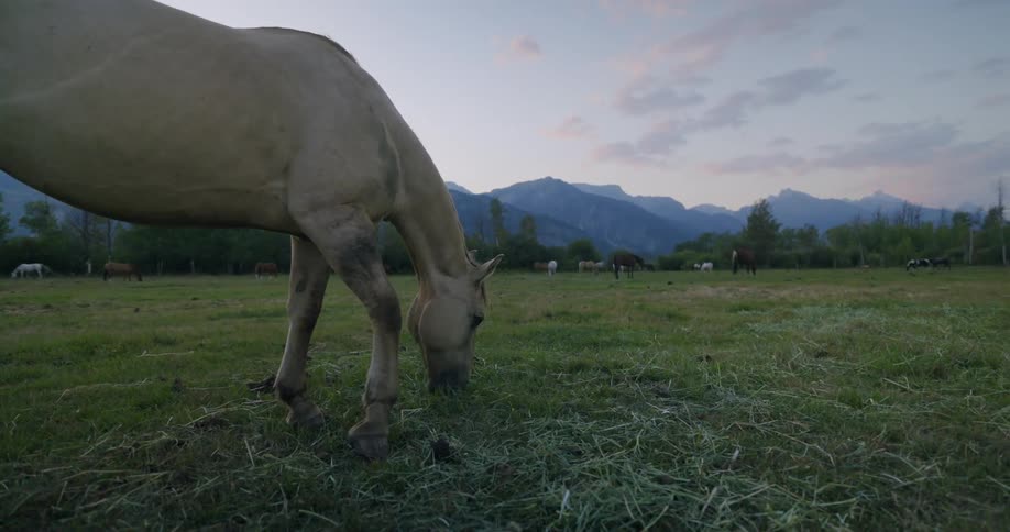 A pale horse grazes peacefully in a lush green field with a backdrop of majestic mountains silhouetted against a twilight sky