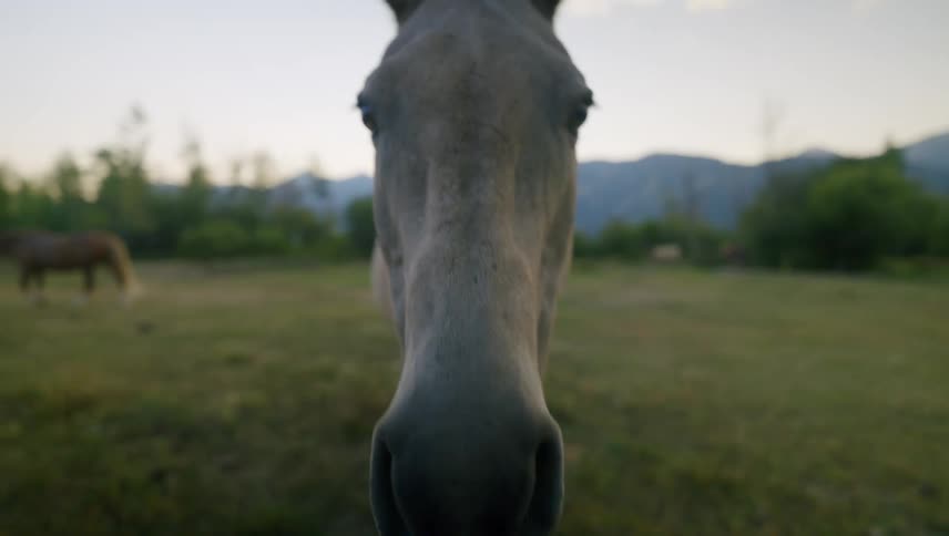 A group of horses graze in a field with a mountain range visible in the background