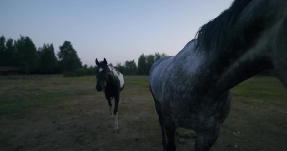 Horses walk together on the field