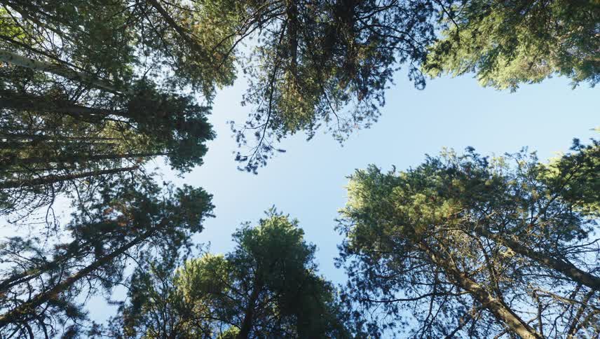 A view of some big trees in a forest and a clear blue sky during the day