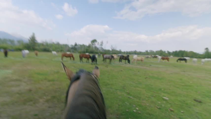 A group of horses is grazing in a field with trees and mountains in the background viewed from the perspective of someone riding a horse