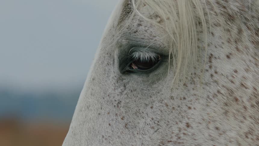 A closeup of a white horses eye with long eyelashes