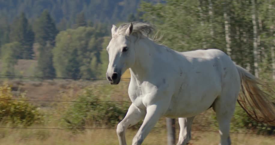 A white horse gallops across a field