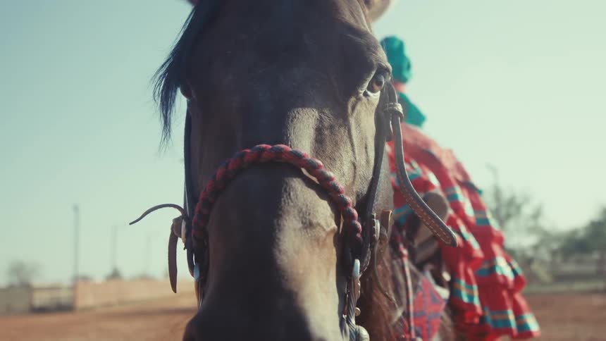 The head of a blackhaired horse and there is a woman on top of it wearing a long red dress