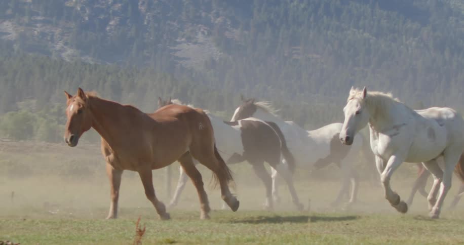 Some white and brown horses running in a grass field with mountains of trees in the background