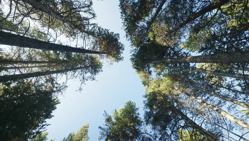 Tall trees with green needles reach up towards a bright blue sky in a dense forest