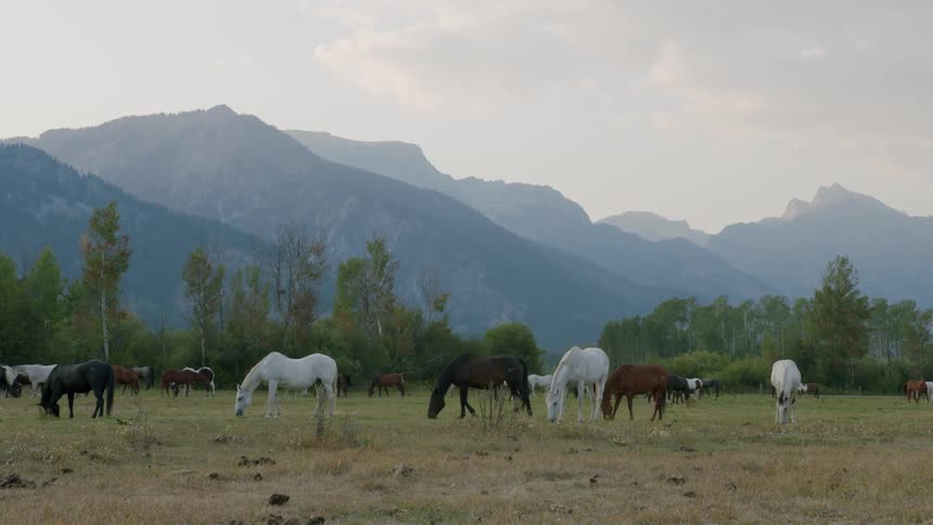 A herd of horses grazes peacefully in a field with mountains in the background