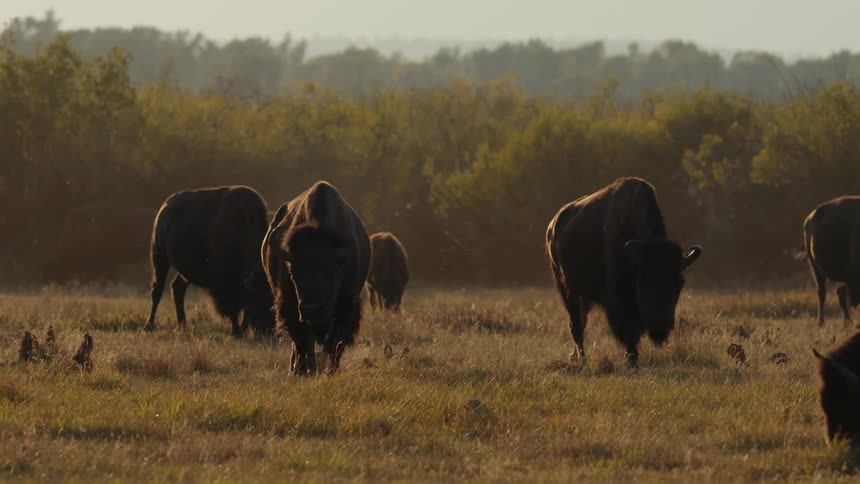 A herd of bison grazes in a field at sunset