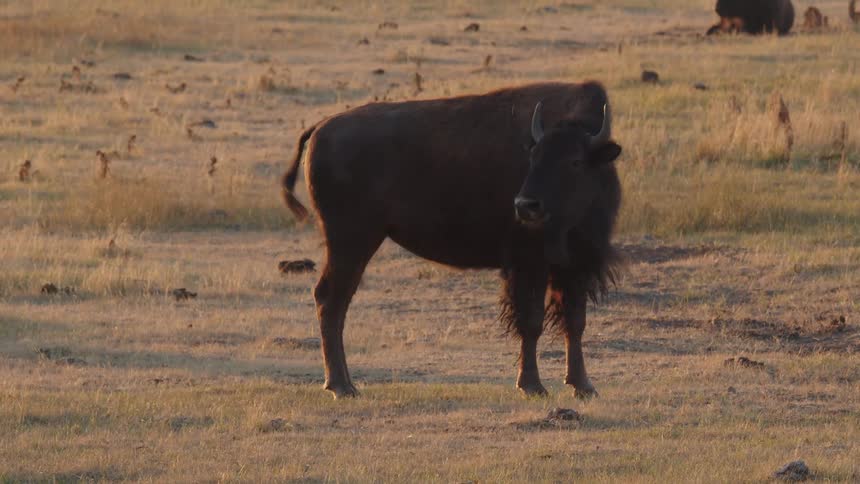 A lone bison stands on a dry grassy plain looking directly at the camera