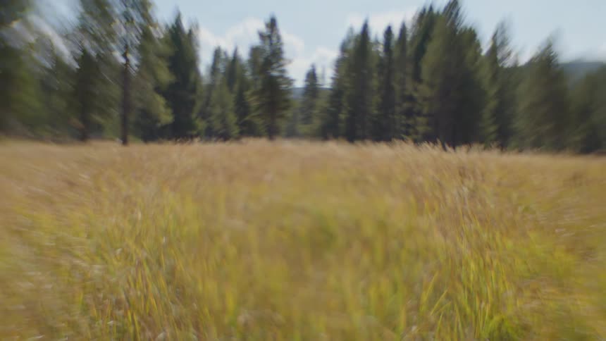 A field the grass blowing in the wind
