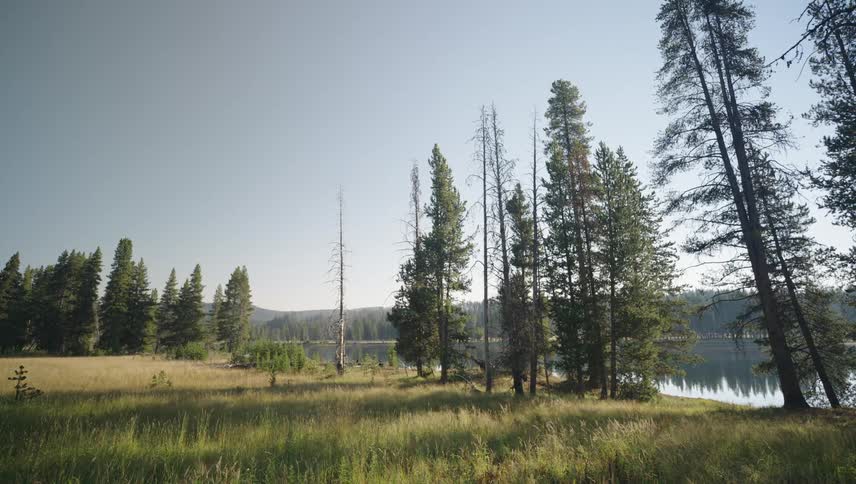 A park with some trees and a pond