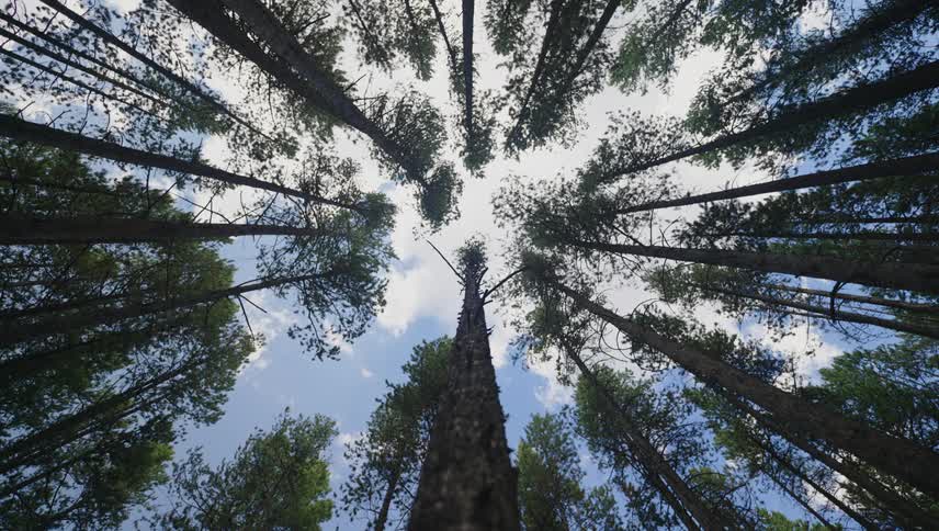 Looking straight up in a pine grove