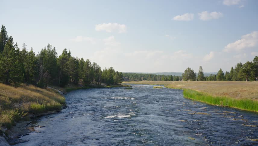 Landscape of a flowing river surrounded by grassy bank and conifers