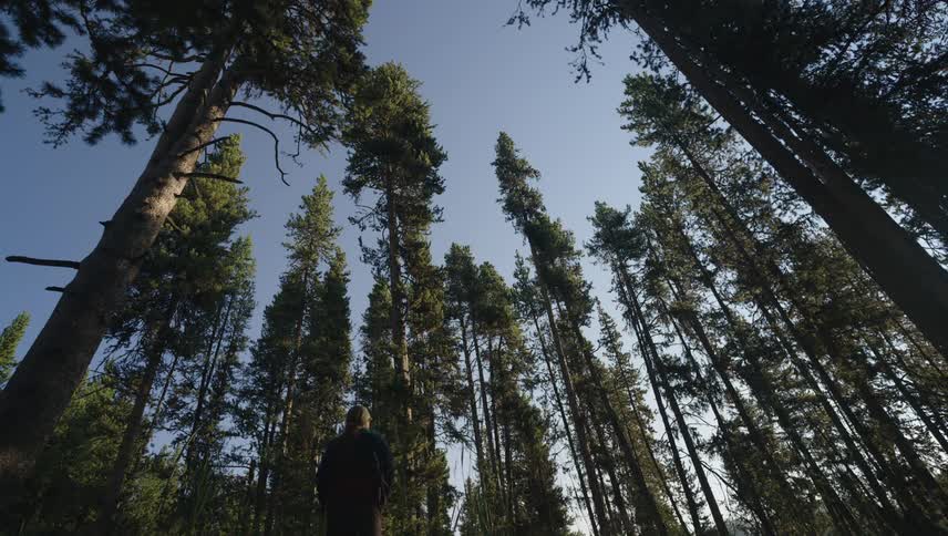 A lowangle view looking up at a person walking through a grove of tall straight trees against a clear blue sky