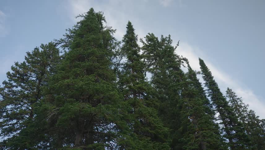 Green of tall conifers contrasts with the cloudy sky during daytime