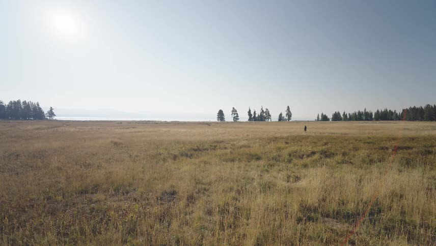 Person walking in a vast field with conifers on the horizon
